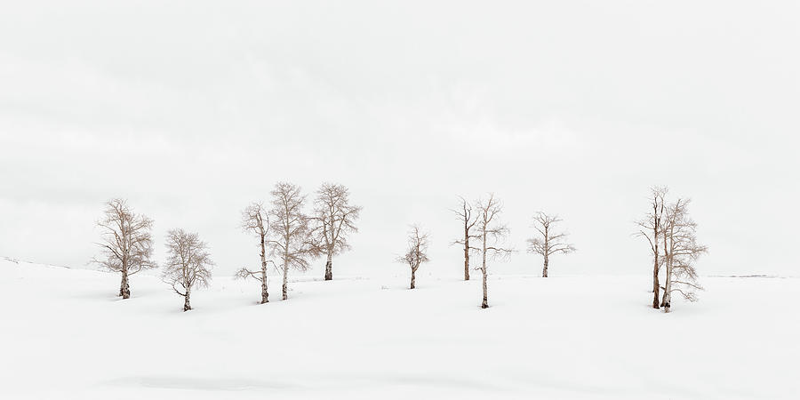 Sentinels Photograph by Angela Moyer
