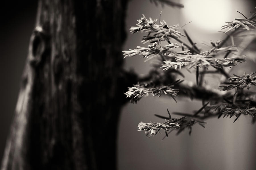 Sepia Bonsai Photograph by Doug Wittrock