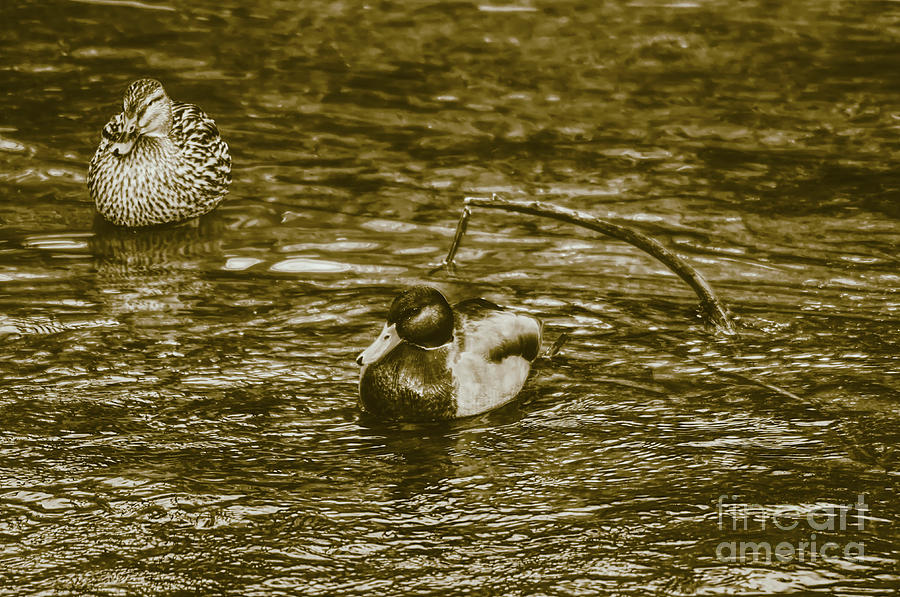 Sepia colour of a male and female Mallard duck Photograph by Pics By Tony