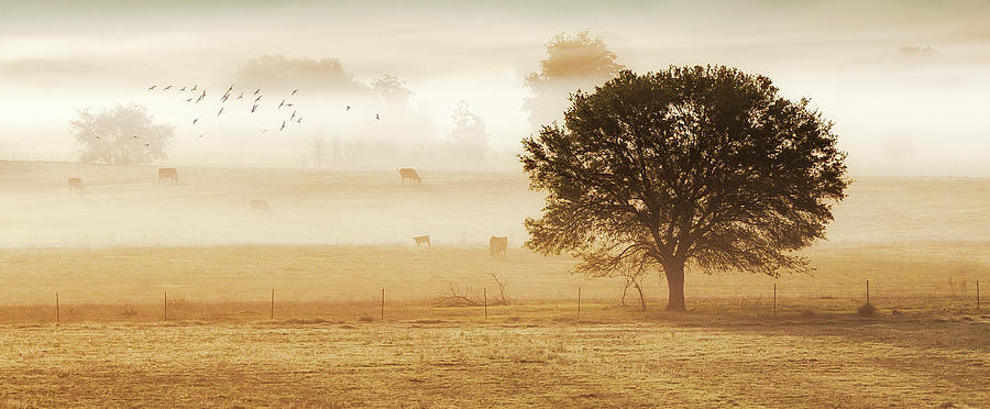 Sepia Cow Pasture Photograph by Jo Ann Tomaselli