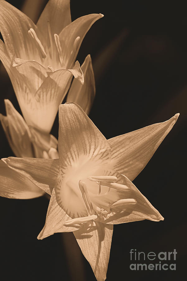 Sepia Double Flowers Photograph by Joy Watson