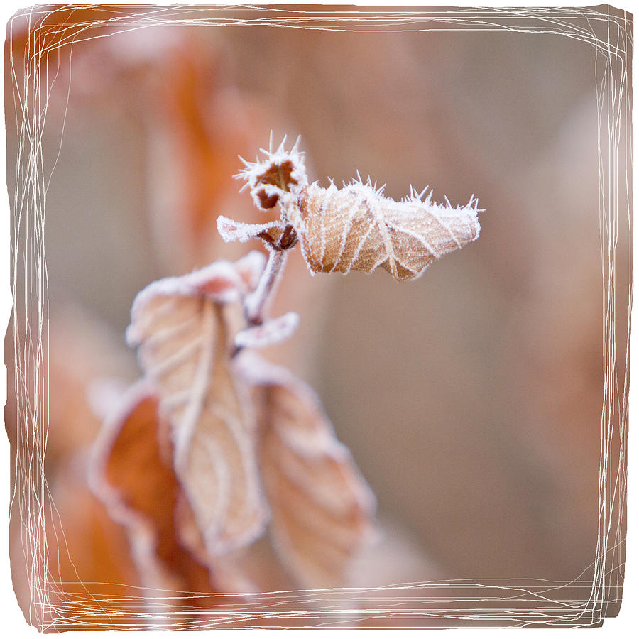 Sepia Hoarfrost I Photograph by Patti Deters