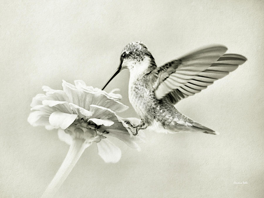 Sepia Hummingbird Photograph by Christina Rollo