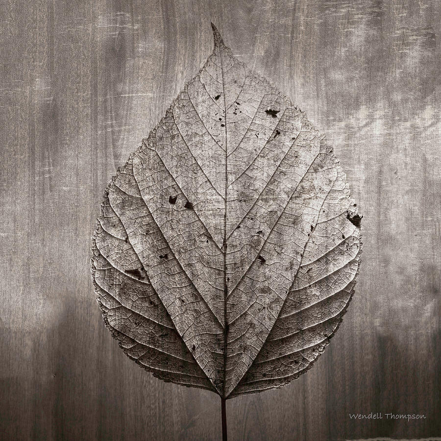 Sepia Leaf Detail Photograph by Wendell Thompson