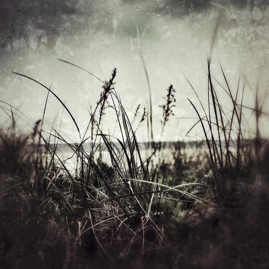  Sepia Nature Photograph by Alina Oswald | Fine Art America