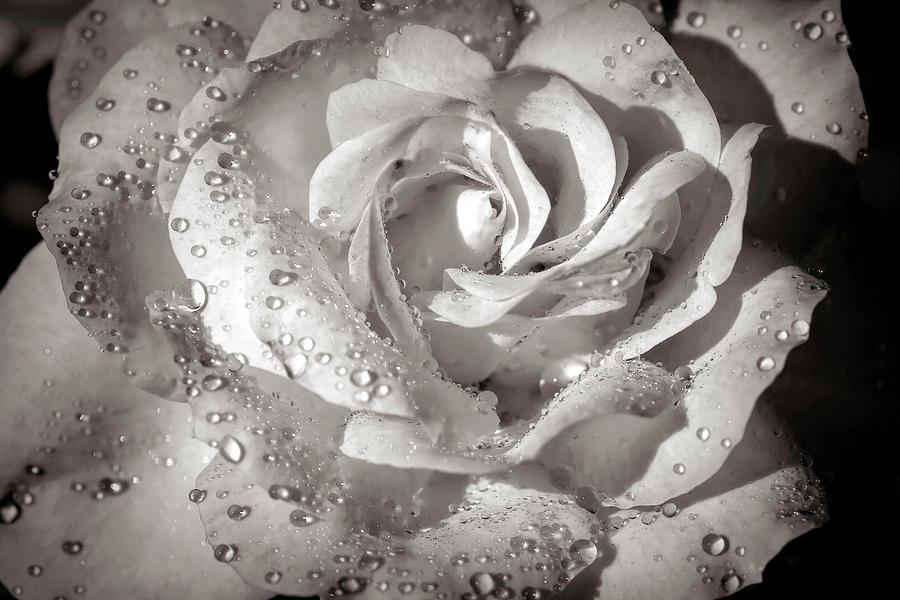 Rose Photograph - Sepia Rose by Donna Kennedy