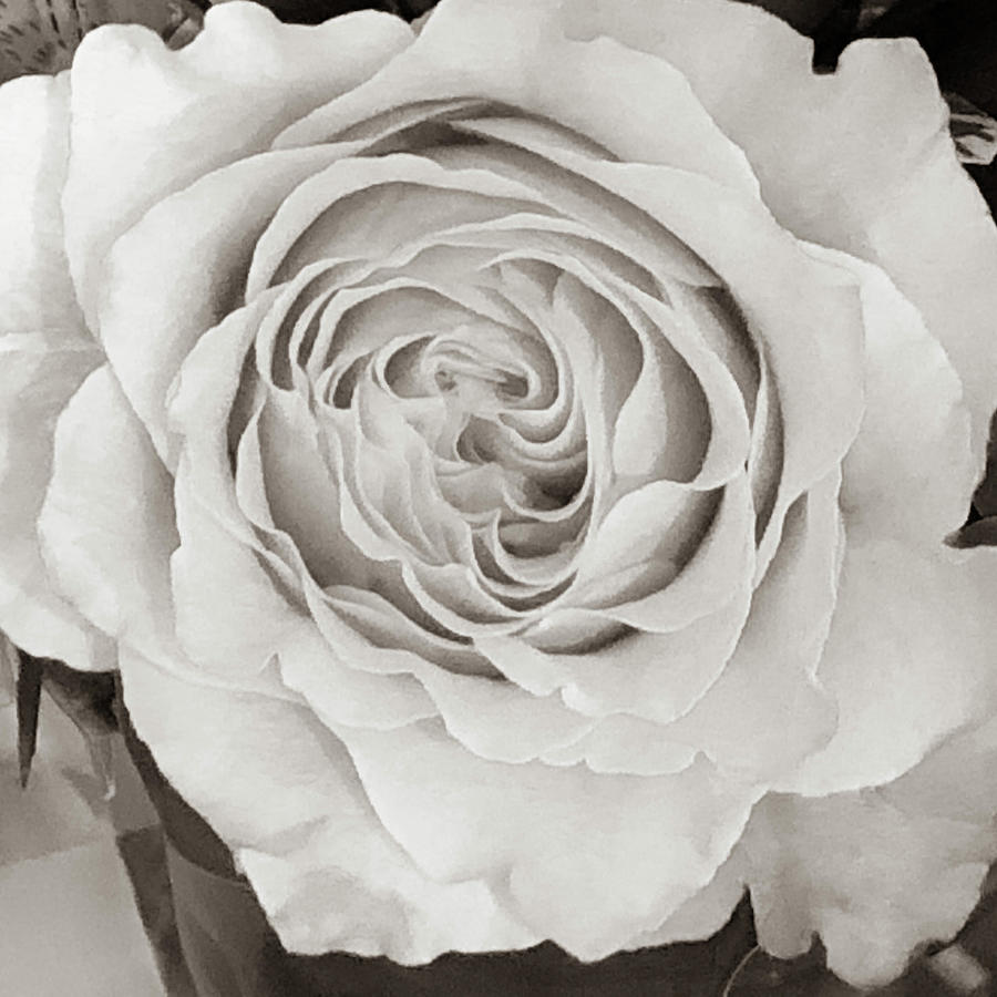 Rose in Sepia Photograph by Lorraine Palumbo