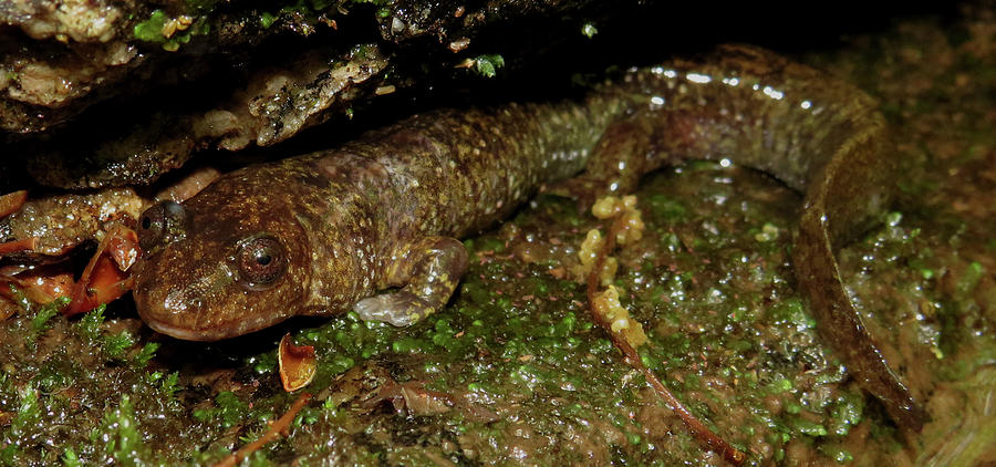 Sepia Salamander Photograph by Joshua Bales