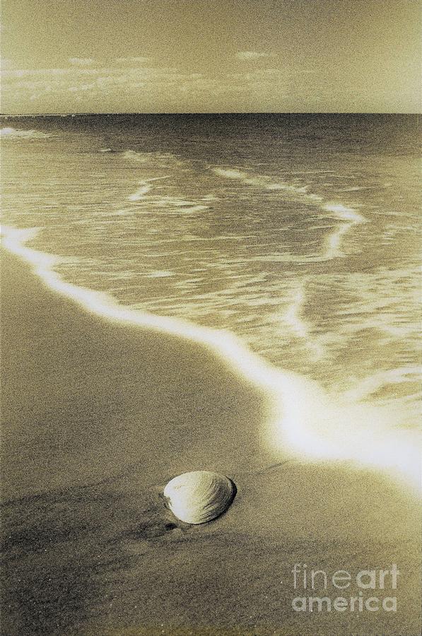 Sepia shell and foam  Photograph by Michael McCormack