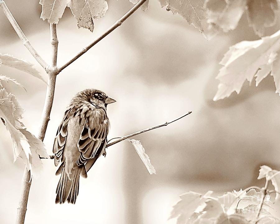 Sepia Sparrow Photograph by Lori Lafargue