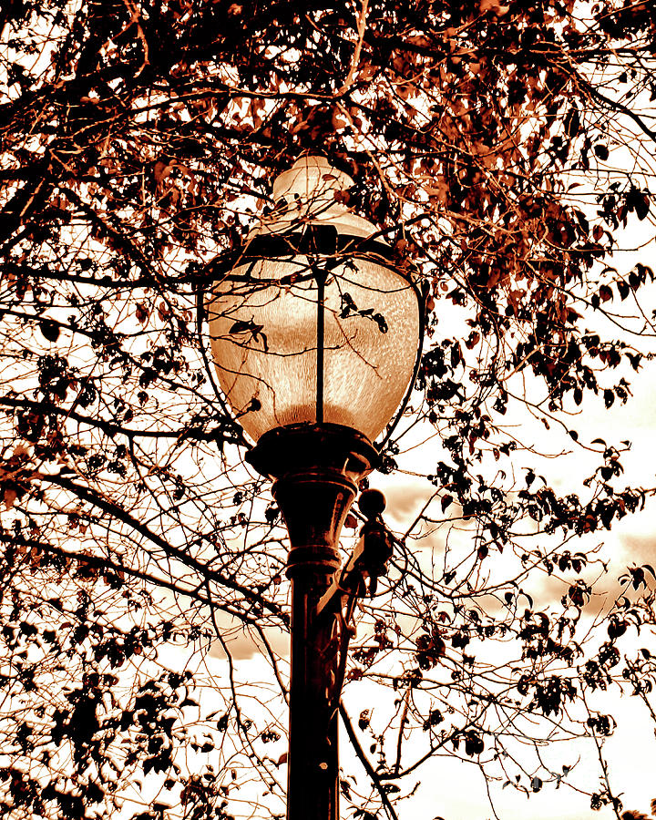 Sepia Street Light Photograph by Jack Andreasen - Fine Art America