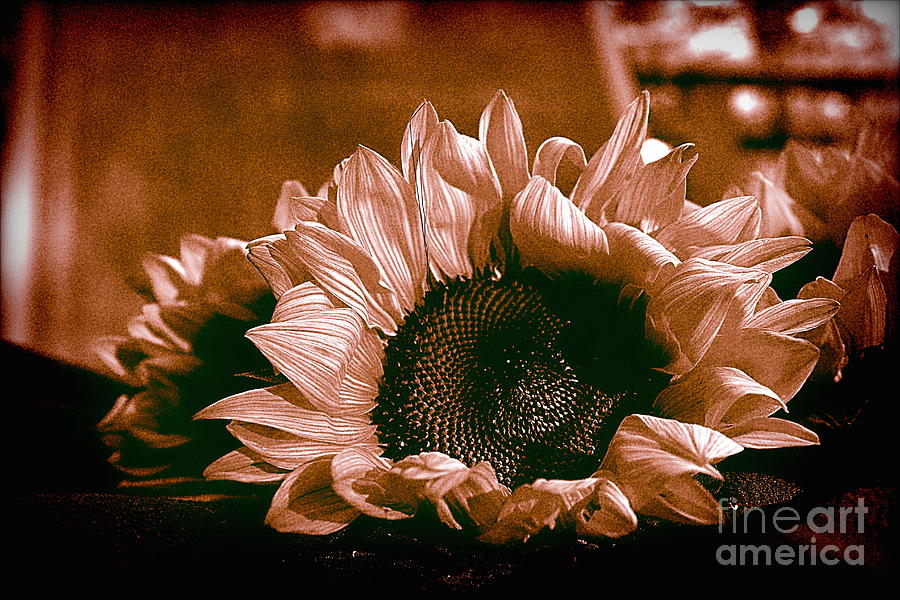 Sepia Sunflower Memories Photograph by Sea Change Vibes