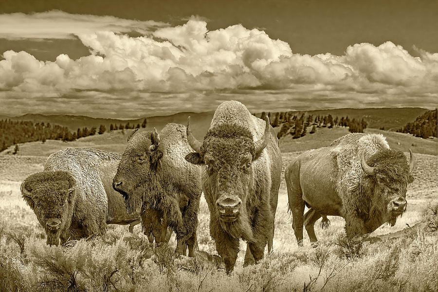 Sepia Tone Photo of Yellowstone Buffalo Herd in a WesternLandsca Photograph by Randall Nyhof