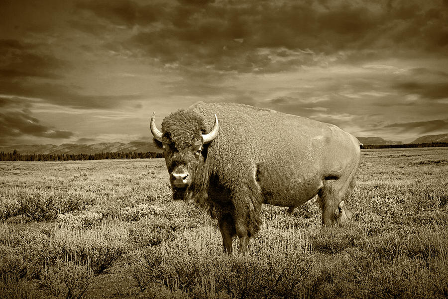 Sepia Tone Photograph of the American Bison the National Mammal  Photograph by Randall Nyhof