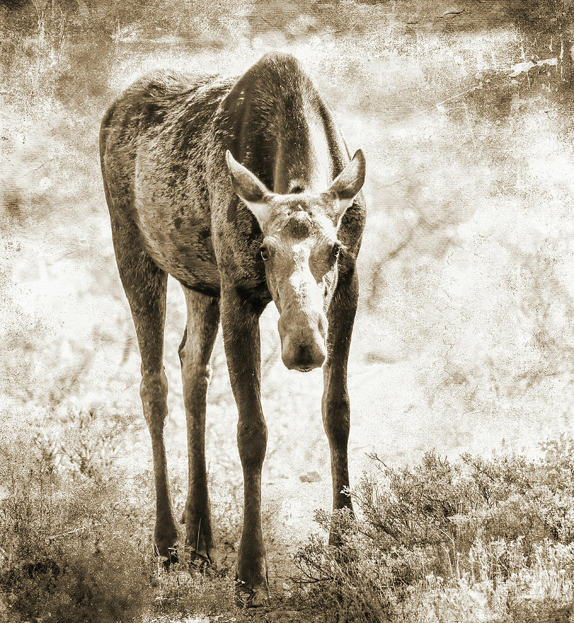 Sepia Tone Textured Moose Photograph by Dan Sproul