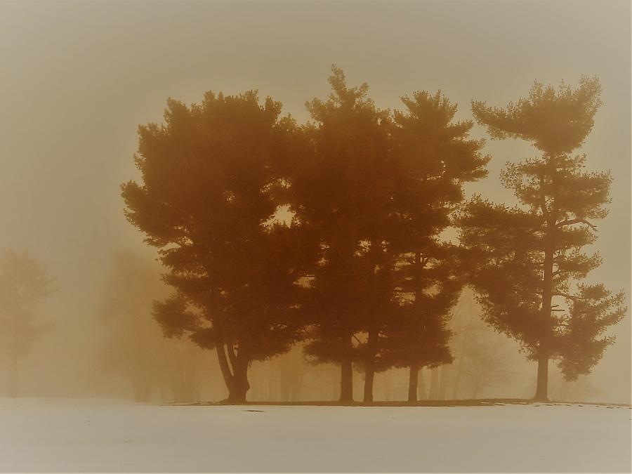 Sepia Tones of Trees on a Snowy Foggy Morning Photograph by Linda Stern