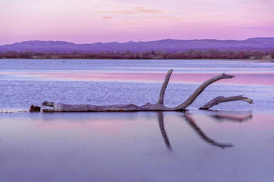 September 2020 Bosque del Apache Fallen Tree at Sunset Photograph by Alain Zarinelli