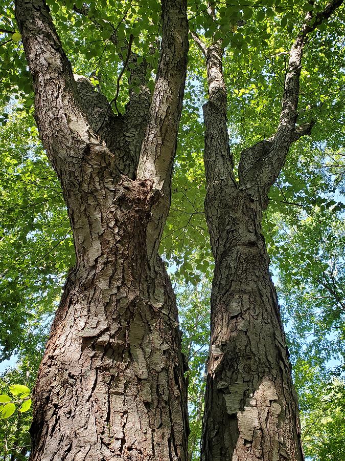 September 6 Tree-Hug Photograph by Susan Olin-Dabrowski - Fine Art America