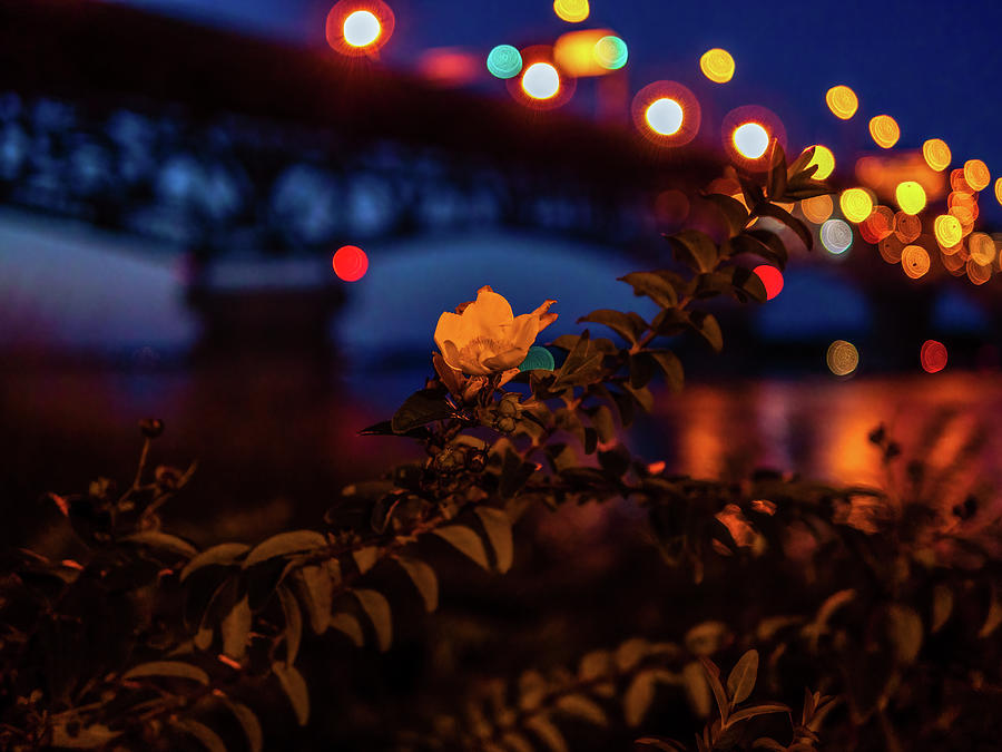 September Buttercup and Bridge Lights Photograph by Rachel Morrison