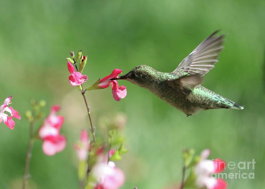 September Hummingbird  Photograph by Carol Groenen