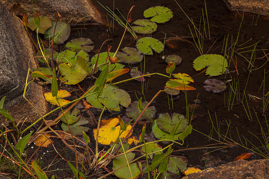 September Lilypads at Cranberry Lake Photograph by Irwin Barrett