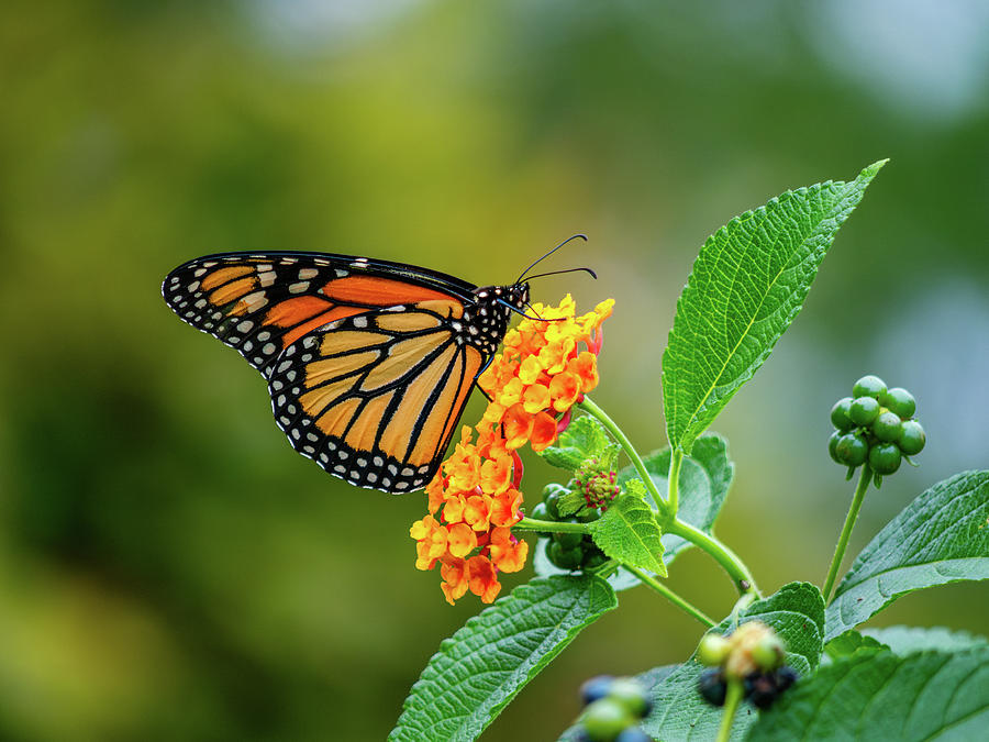 September Monarch  Photograph by Rachel Morrison
