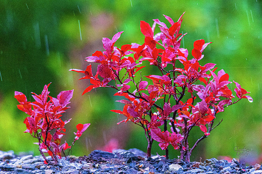 September Rain Photograph by Claude Dalley