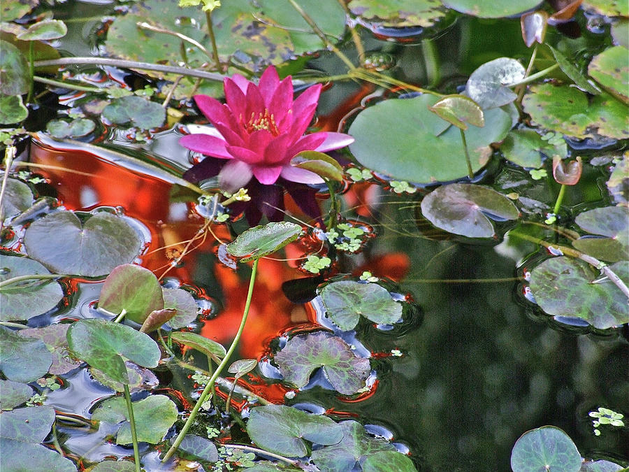 September Rose Water Lily 2 Photograph by Janis Senungetuk