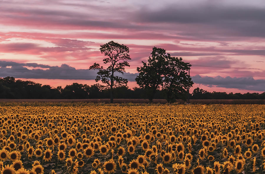 September Sunflowers Photograph by Arthur Oleary