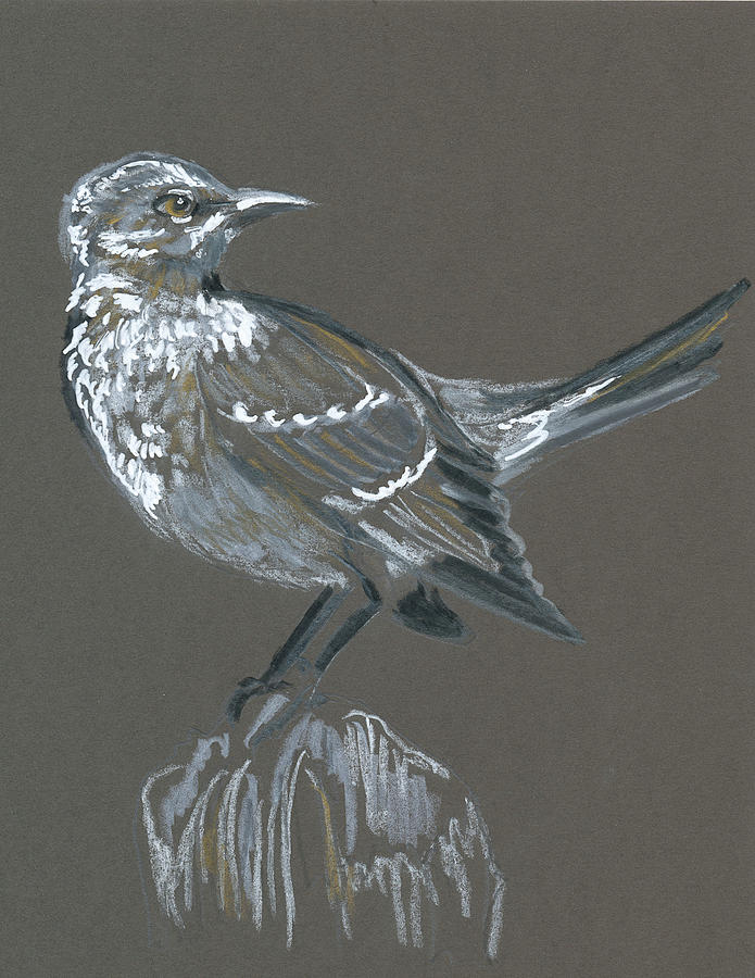 Septembird 27 2017 Mockingbird Drawing