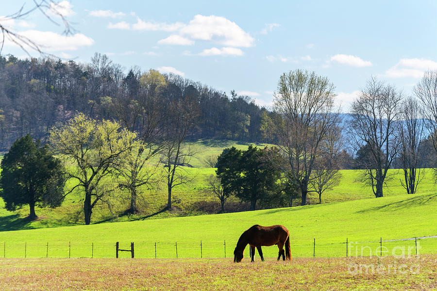 Horse Photograph - Sequatchie Valley - D012603 by Daniel Dempster