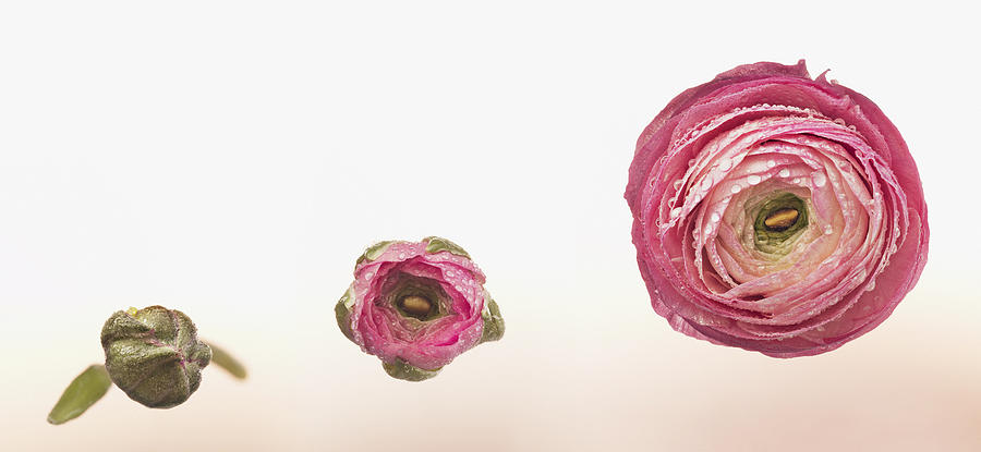 Sequence of pink ranunculus blooming Photograph by Chris Ryan