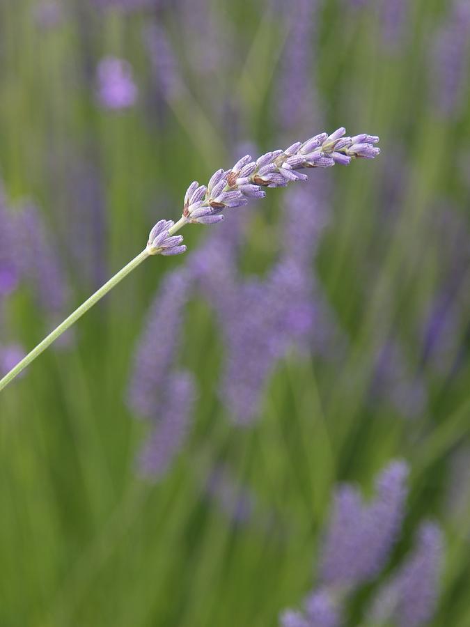 Sequim Lavender Photograph by Tara Krauss