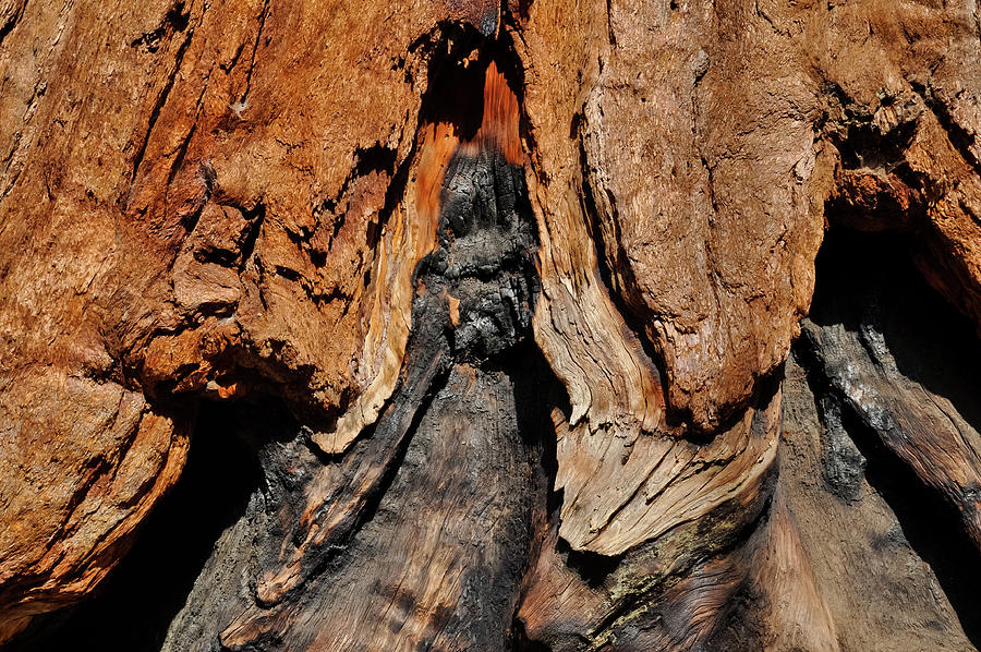 Sequoia Bark Photograph by Kyle Hanson
