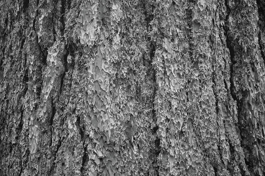 Nature Photograph - Sequoia Closeup Black and White - Sequoia National Park California by Ram Vasudev