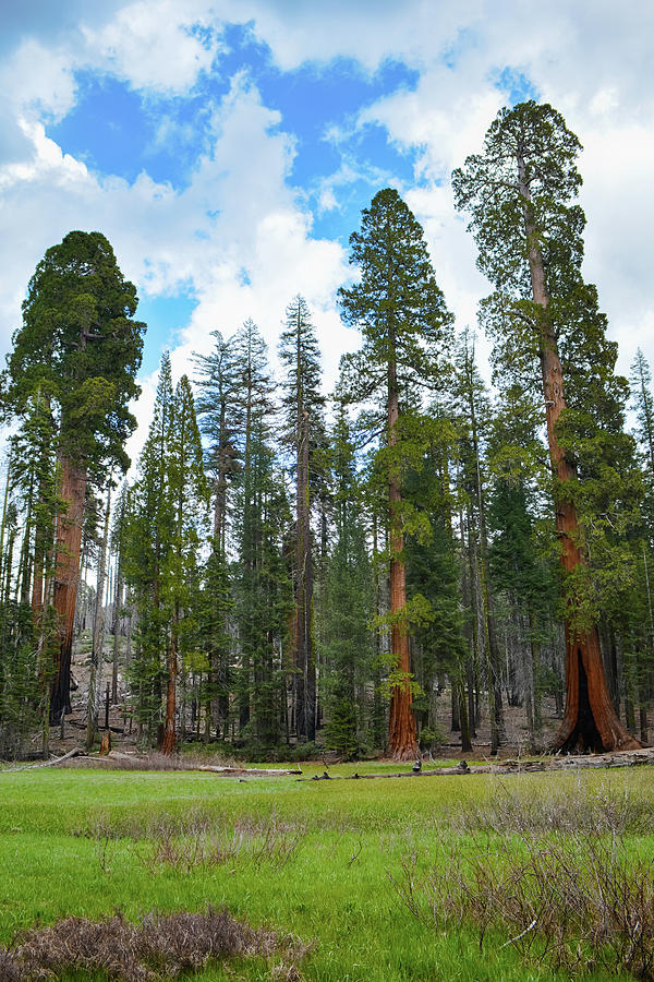 Sequoia Crescent Meadow Photograph by Kyle Hanson