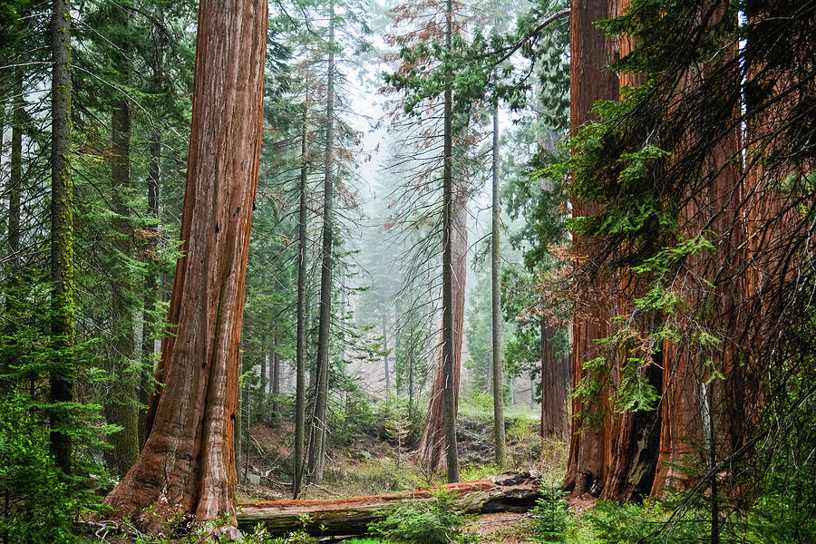 Sequoia Grant Grove Photograph by Kyle Hanson