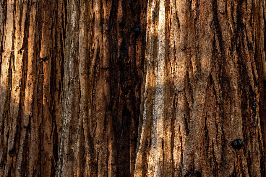 Sequoia Layers Photograph by Kelly VanDellen