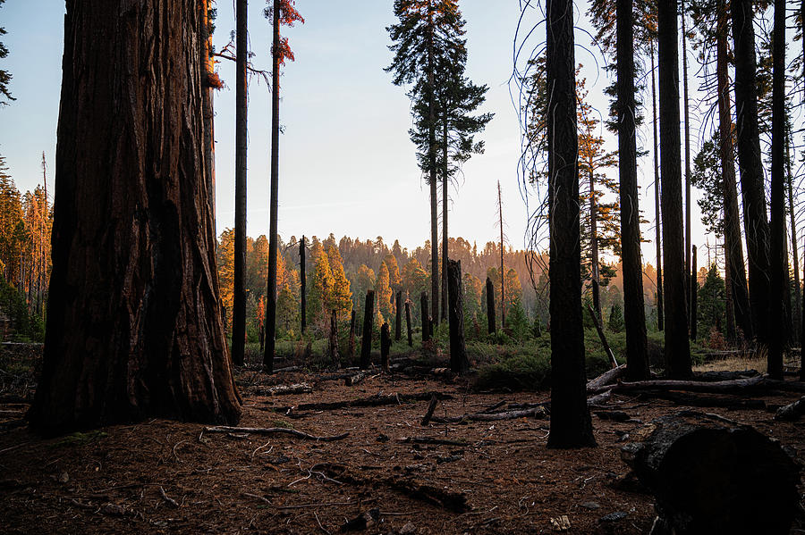 Sequoia National Forest Photograph by Monica Lynn - Fine Art America