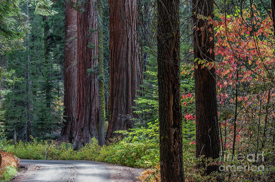 Sequoia National Park Photograph - Sequoia National Park 2-8025 by Stephen Parker
