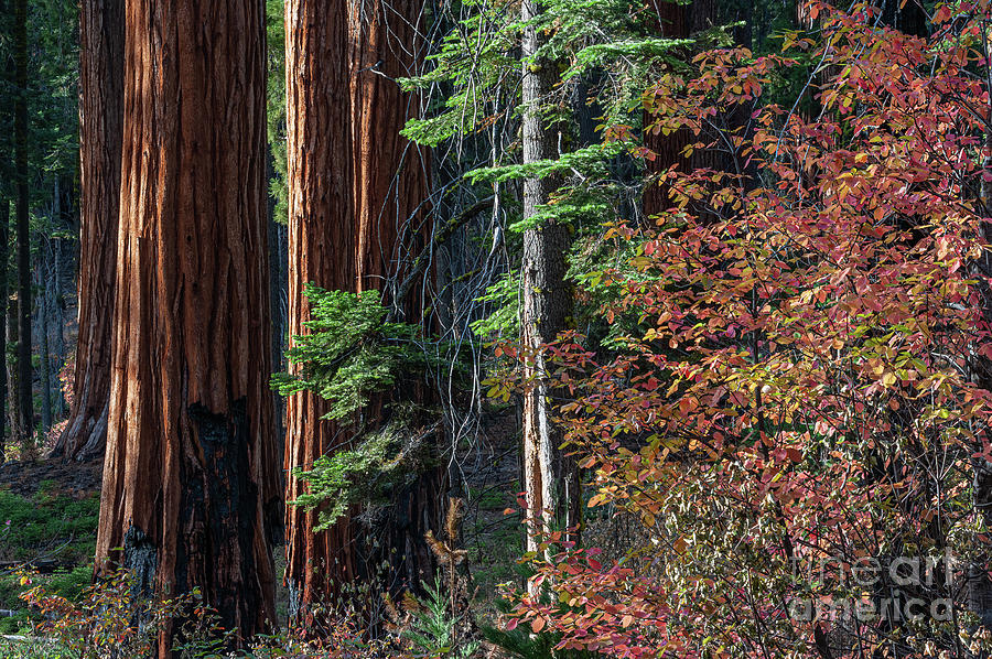 Sequoia National Park Photograph - Sequoia National Park 2-8028 by Stephen Parker
