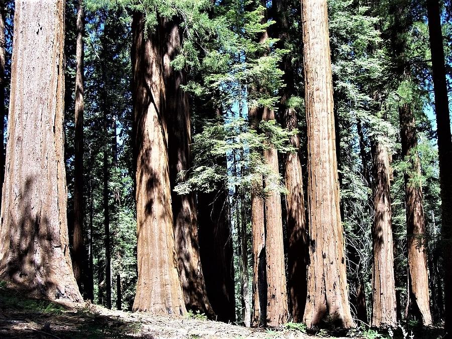 Sequoia National Park Photograph by Thea Recuerdo