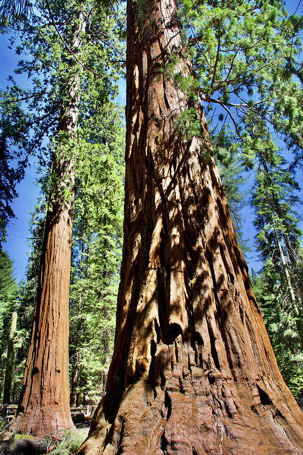 Sequoia Neighbors in Sequoia National Park, California Photograph by ...