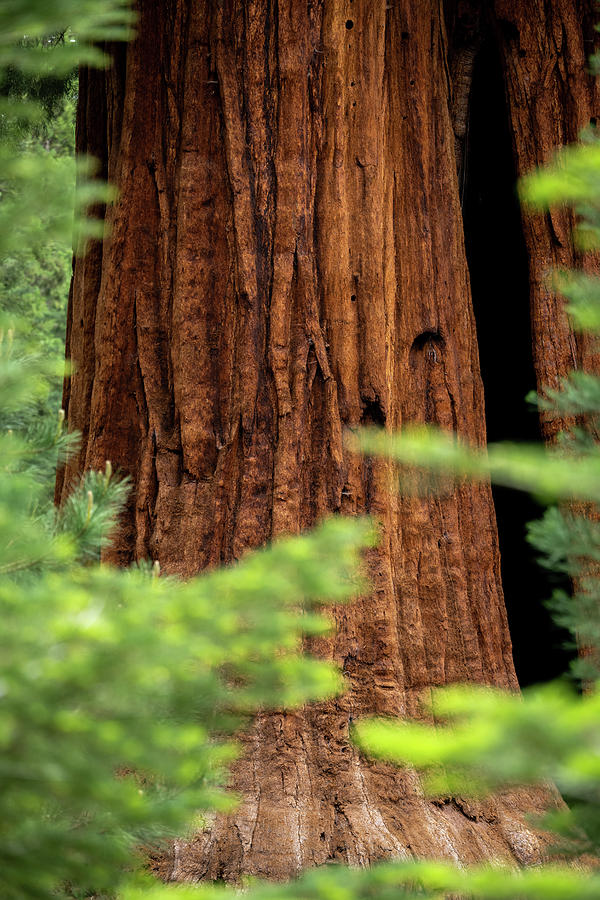 Sequoia Peekaboo Photograph by Kelly VanDellen