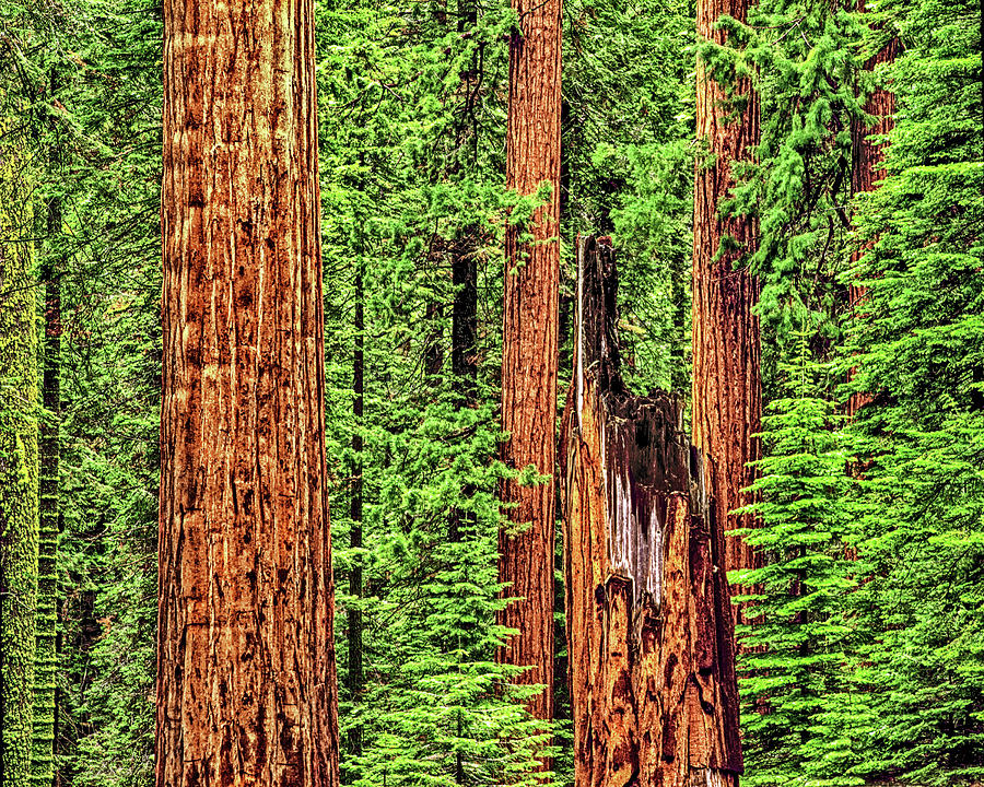 Sequoia Redwoods National Park, California Photograph by Don Schimmel