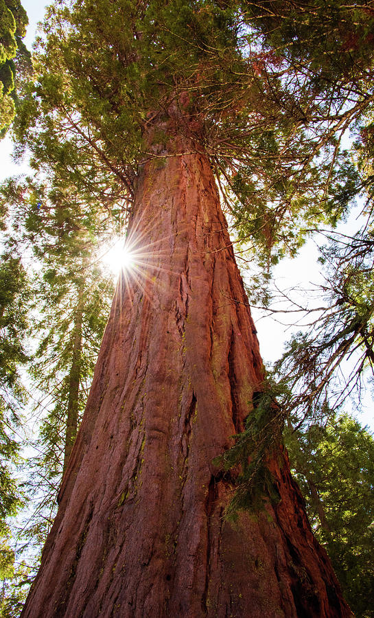 Sequoia Sunburst Photograph by Jennifer Ancker
