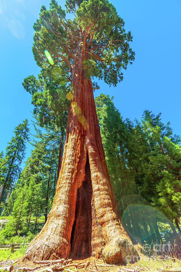 Sequoia National Park Photograph - Sequoia Tree Close Up by Benny Marty