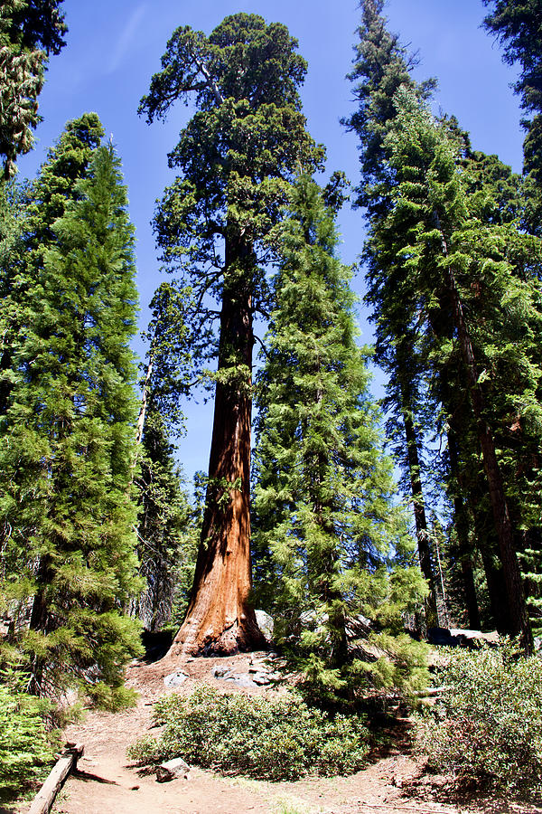 Sequoia Tree from Top to Bottom along Trail in Sequoia National Park, California. Photograph by Ruth Hager