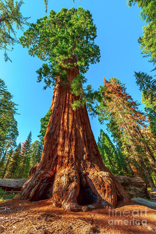 sequoia tree in Sequoia National Park Photograph by Benny Marty