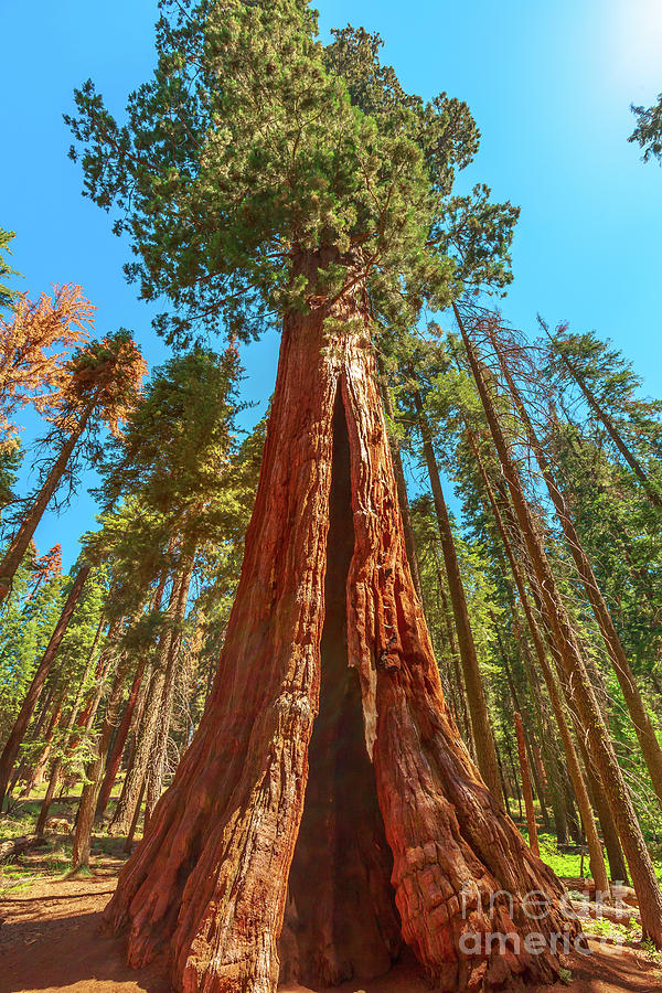 sequoia tree in Sequoia NP Photograph by Benny Marty